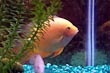 Gold Severum Cichlid 